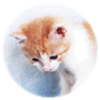 ねこ